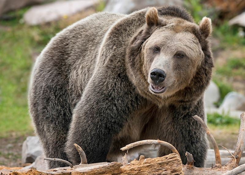 A grizzly bear scours the rocks at Yellowstone National Park
