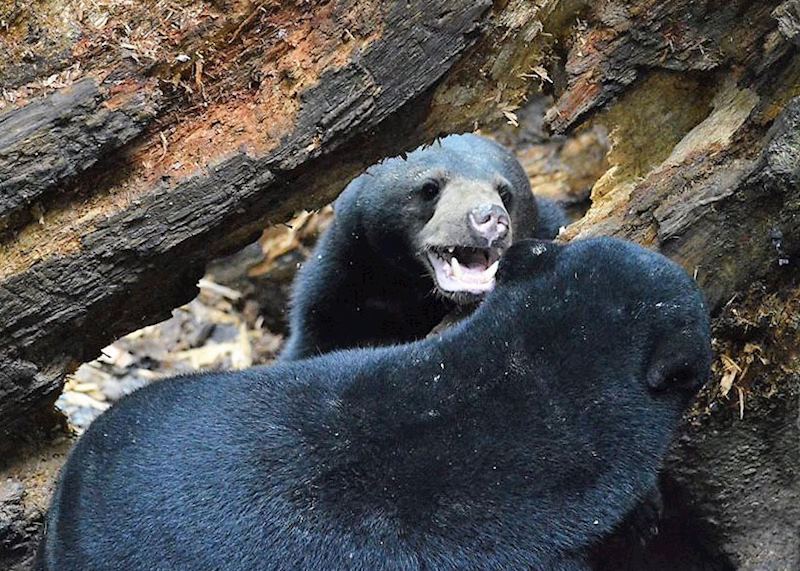 Sun Bears