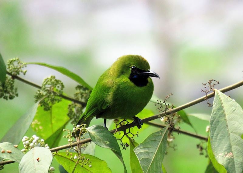 Lesser Green Leafbird