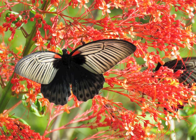 Tropical butterfly, Danum Valley