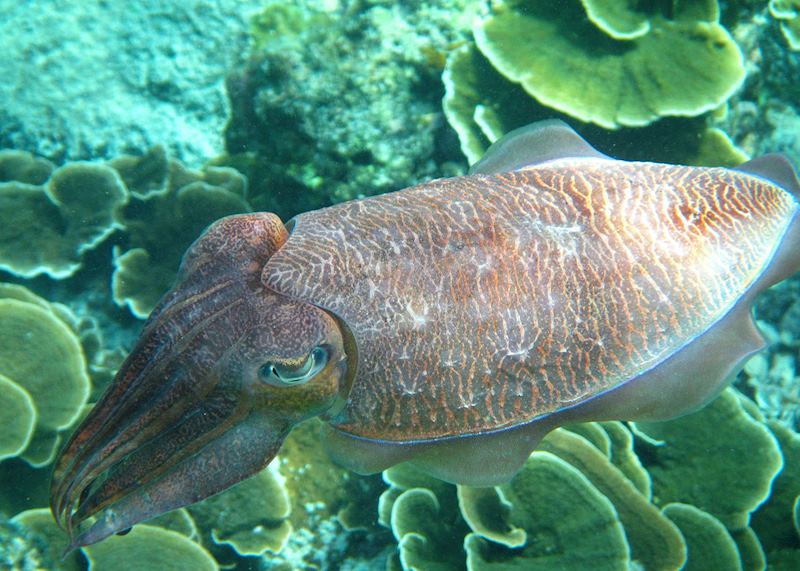 Cuttlefish