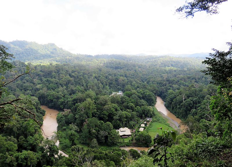 Jungle Borneo