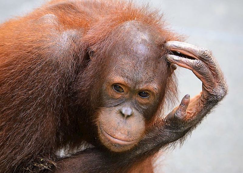 Orangutan