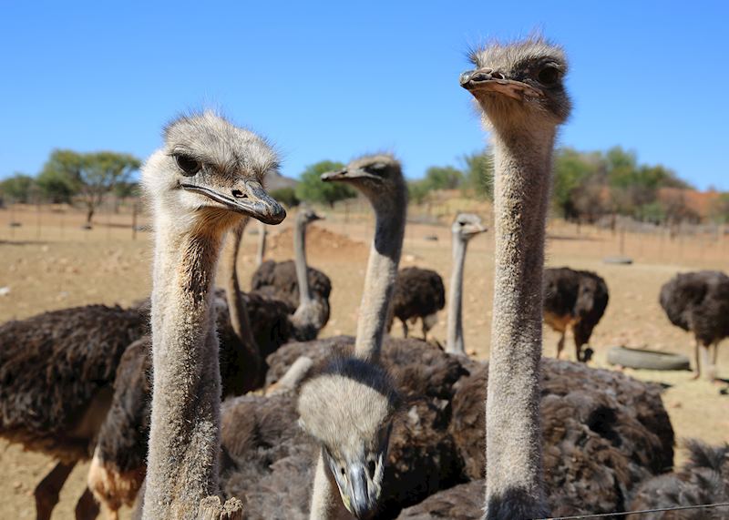 Ostriches, South Africa