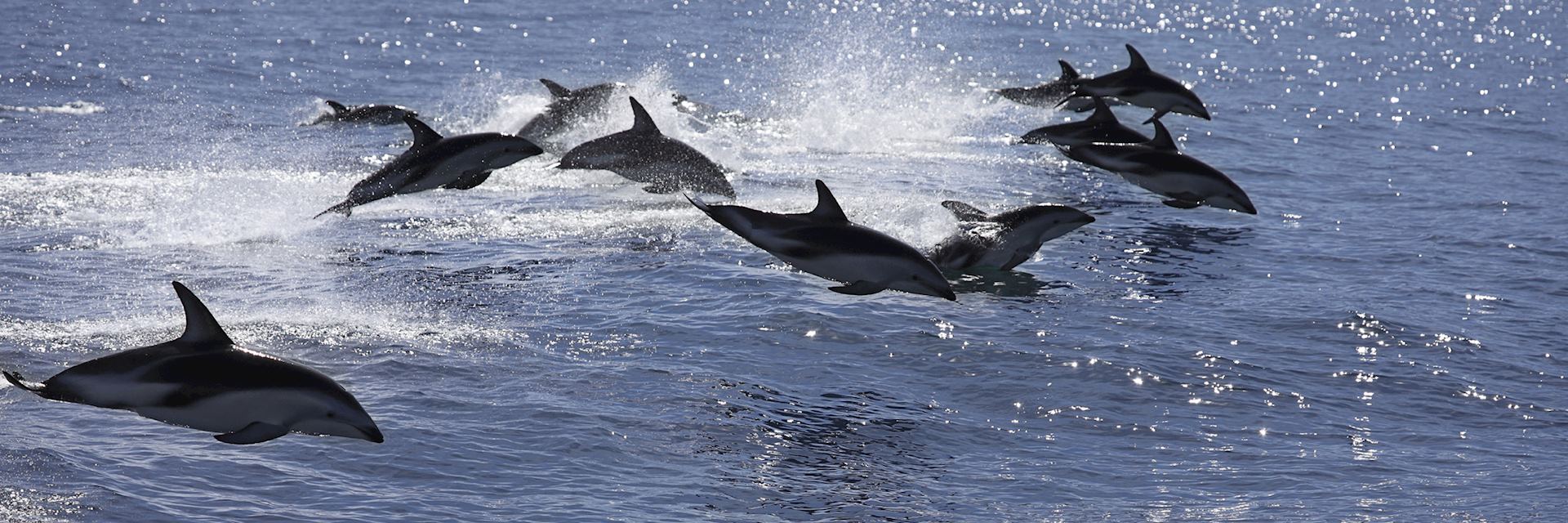 Dusky dolphin pod, Kaikoura