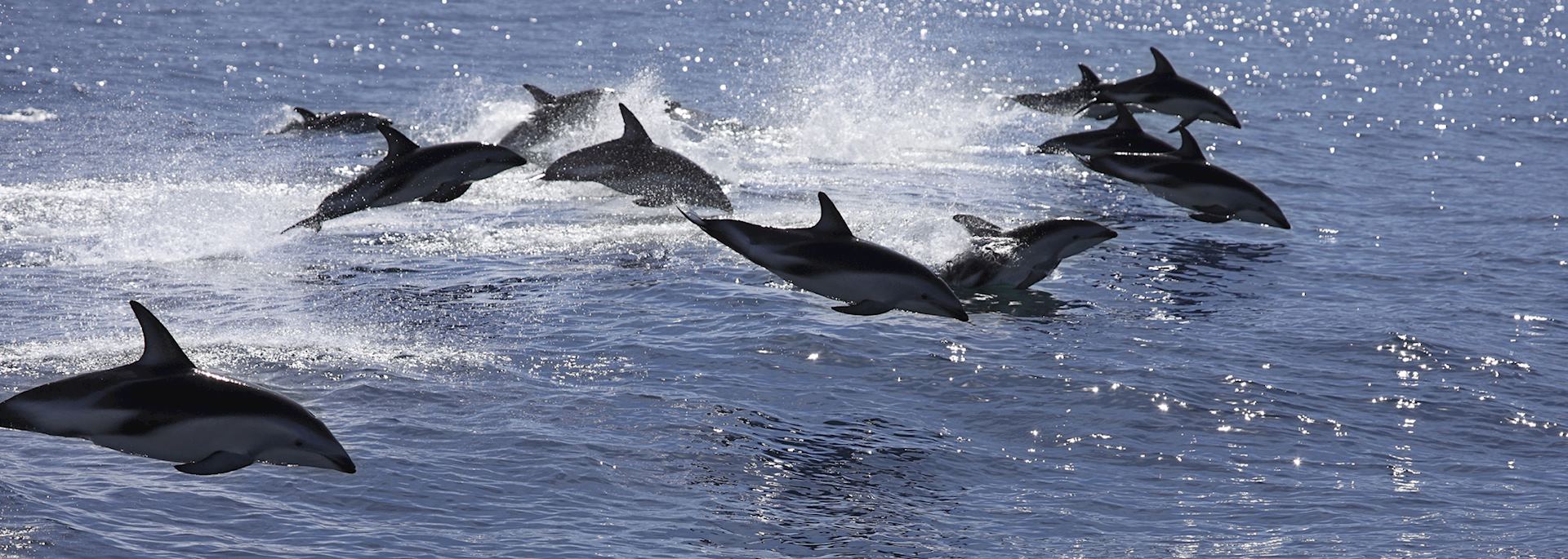 Dusky dolphin pod, Kaikoura