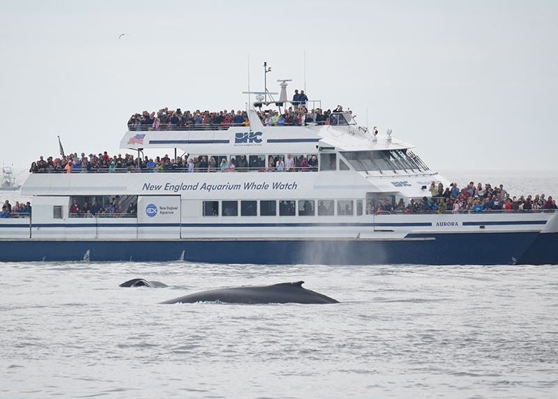 Whale watching in Boston Harbor