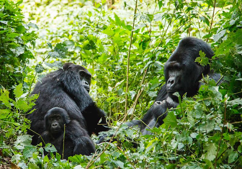 Mountain gorillas, Rwanda