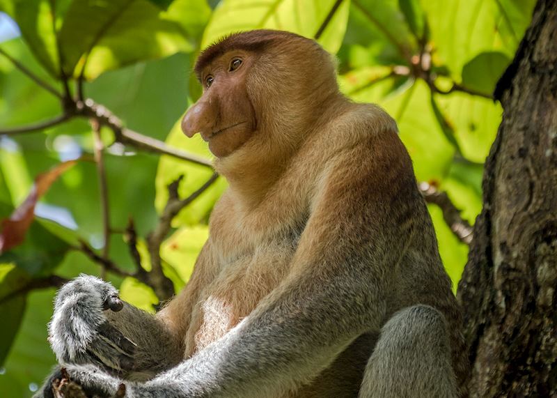 Proboscis monkey, Kinabatangan River
