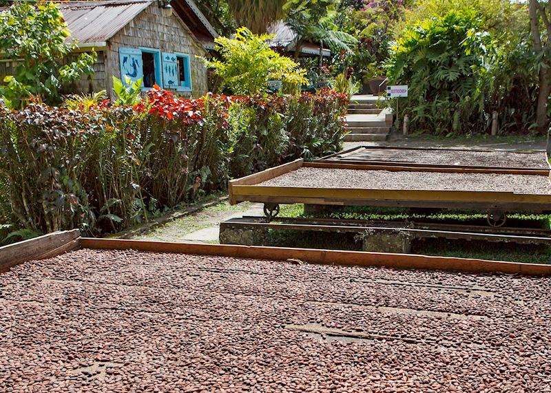 Cocoa drying, Fond Doux Plantation and Resort