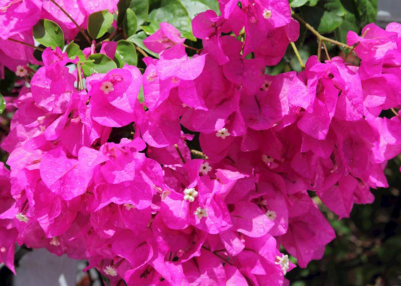 Bougainvillea bush, Barbados