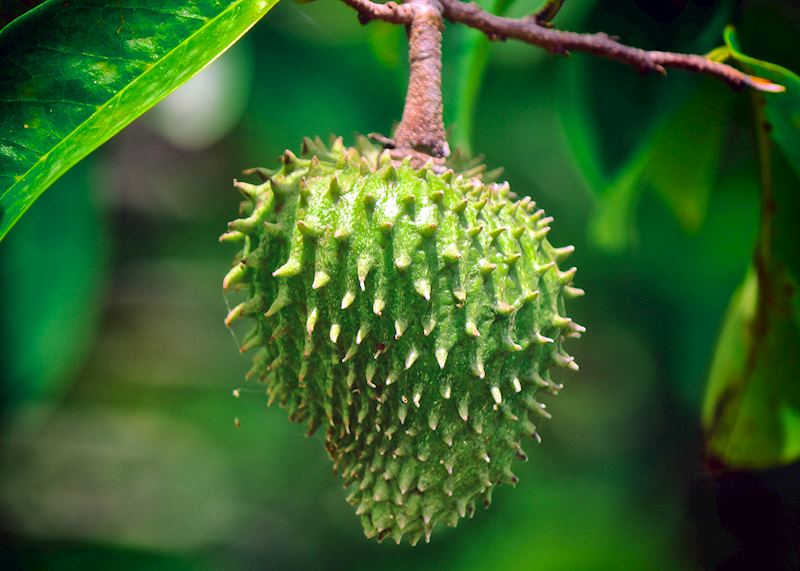 Soursop