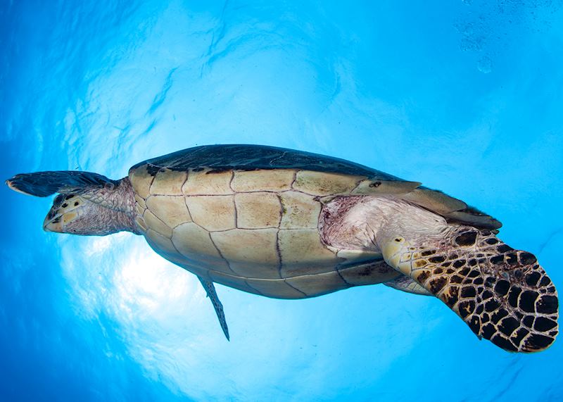 Hawksbill turtle