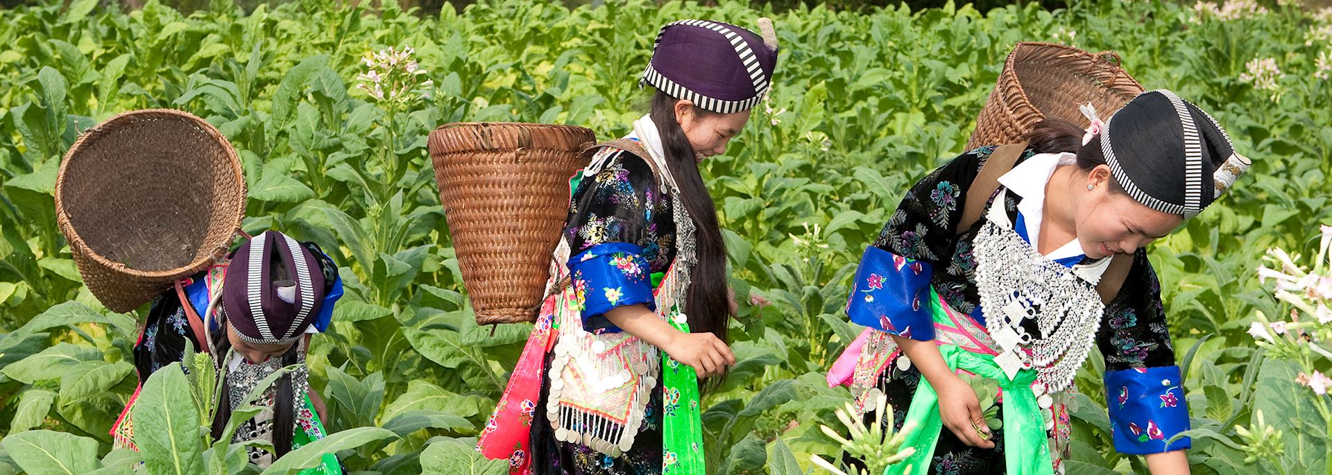 Hmong people harvesting tobacco