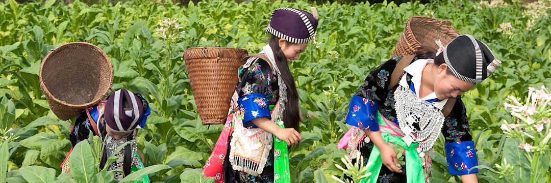 Hmong people harvesting tobacco