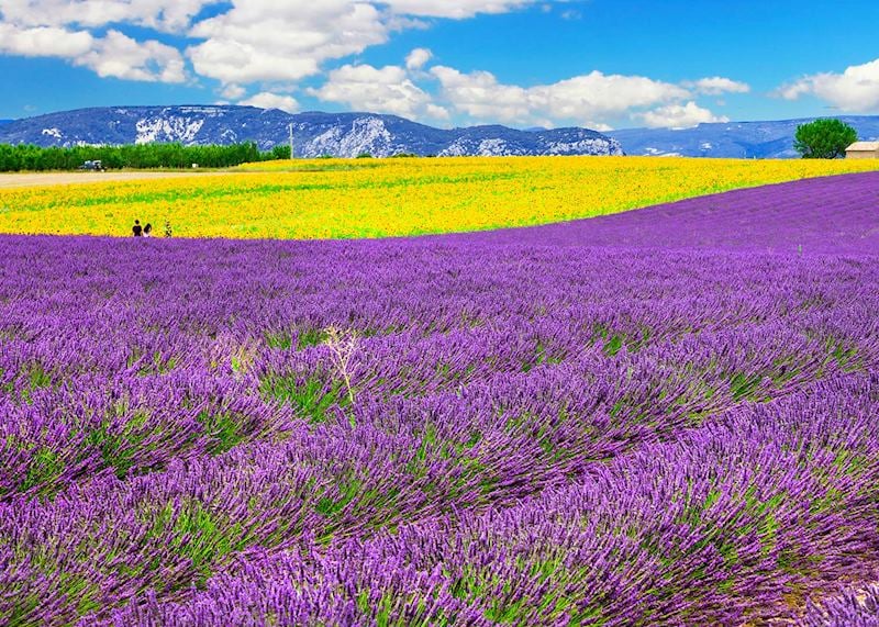 Lavender field, Provence