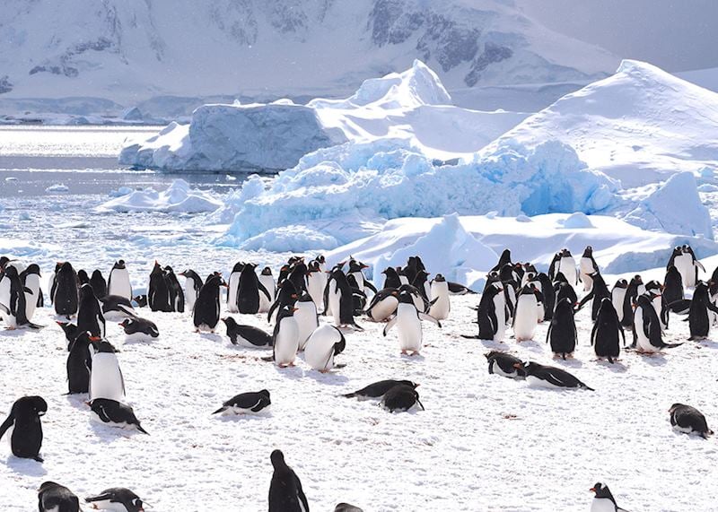 Cuverville Island, Antarctica