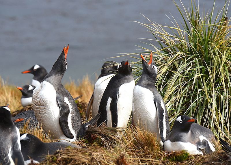 Penguins, South Georgia