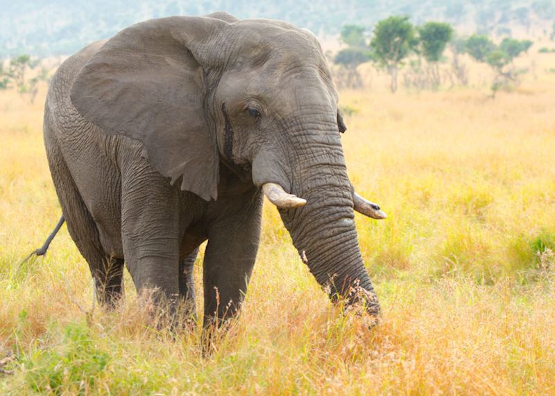 Elephant, South Africa