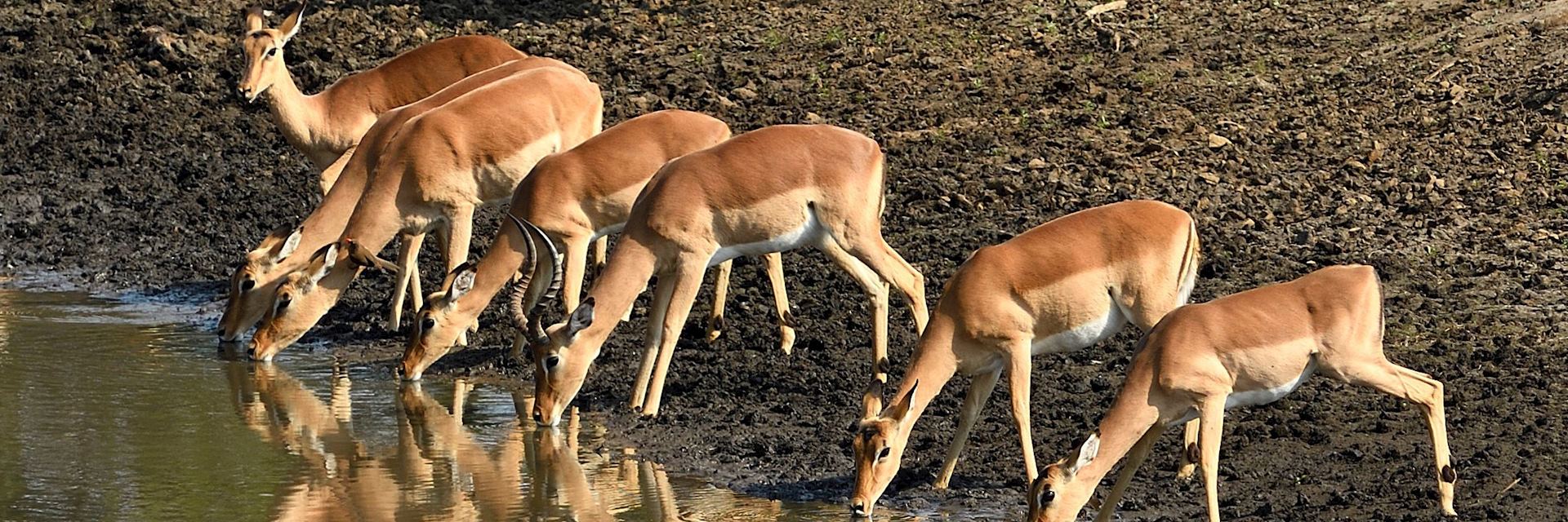 Impala, Selous Game Reserve