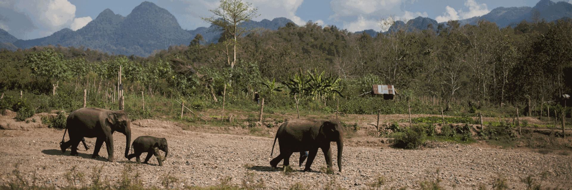 Elephants at MandaLao in Luang Prabang, Laos