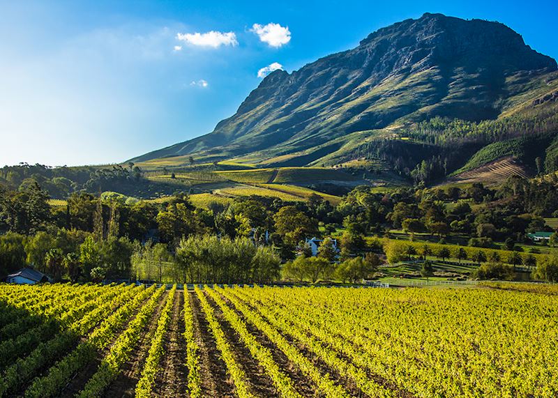Stellenbosch winelands