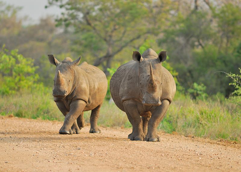 White rhinoceros