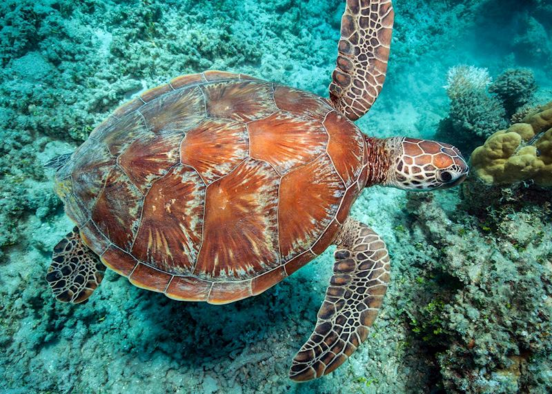Green turtle, Lady Elliot Island, Australia