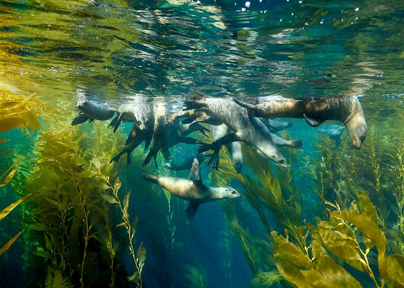 Sea lions, Channel Islands National Park, USA