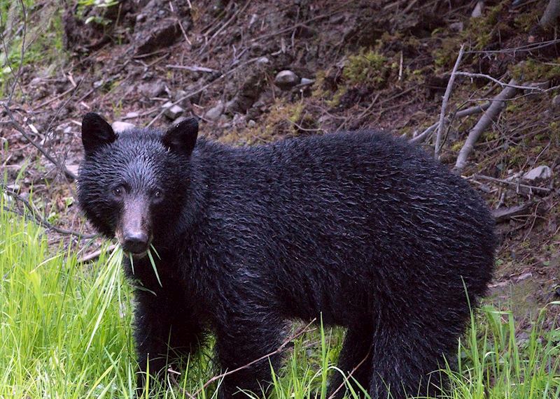 Black bear, Haida Gwaii, Canada