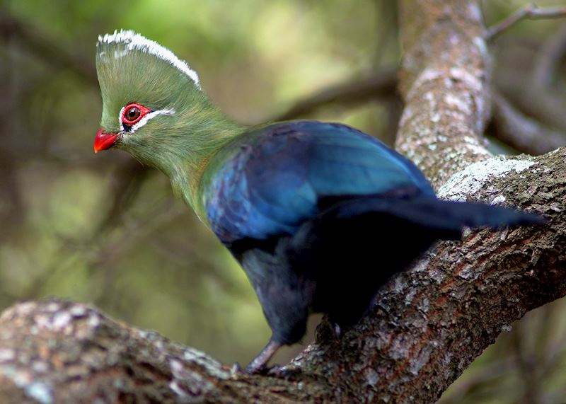 Knysna turaco