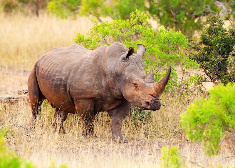 White rhino, Kruger National Park