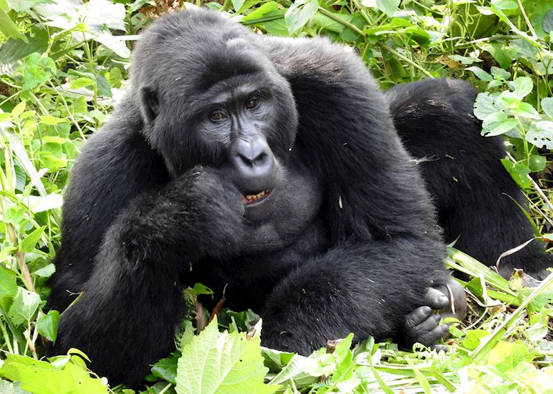 Gorilla, Bwindi Impenetrable Forest