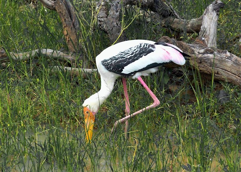 Painted stork, Bundala National Park