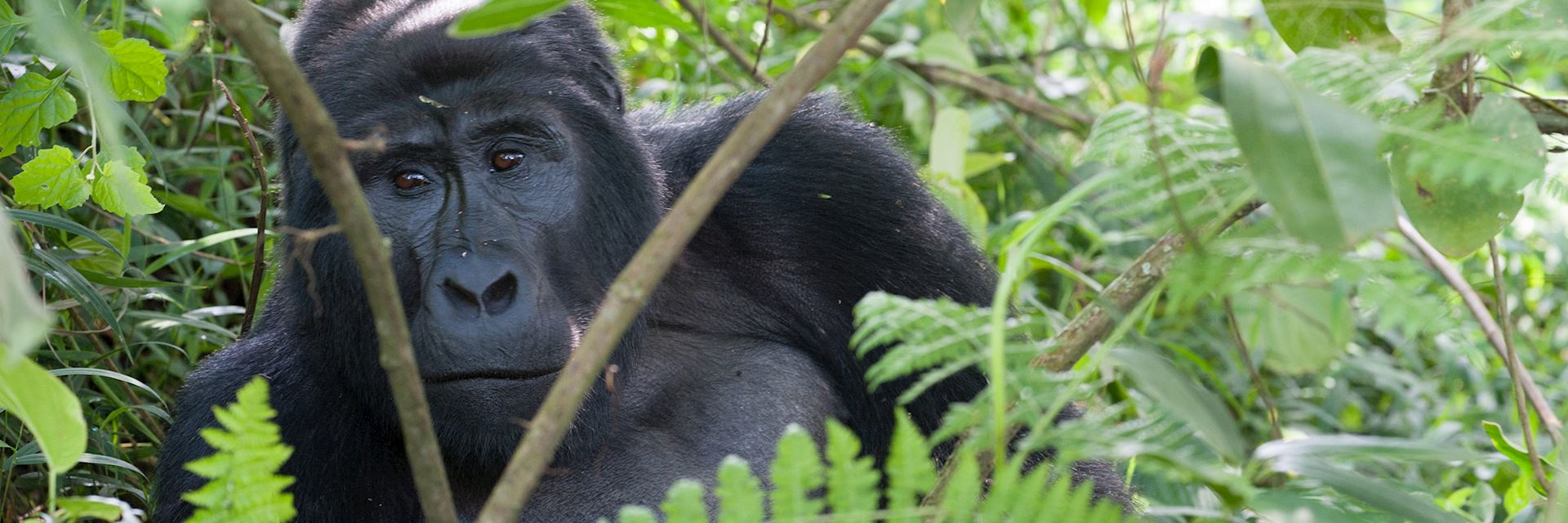 Gorilla, Bwindi Impenetrable Forest, Uganda