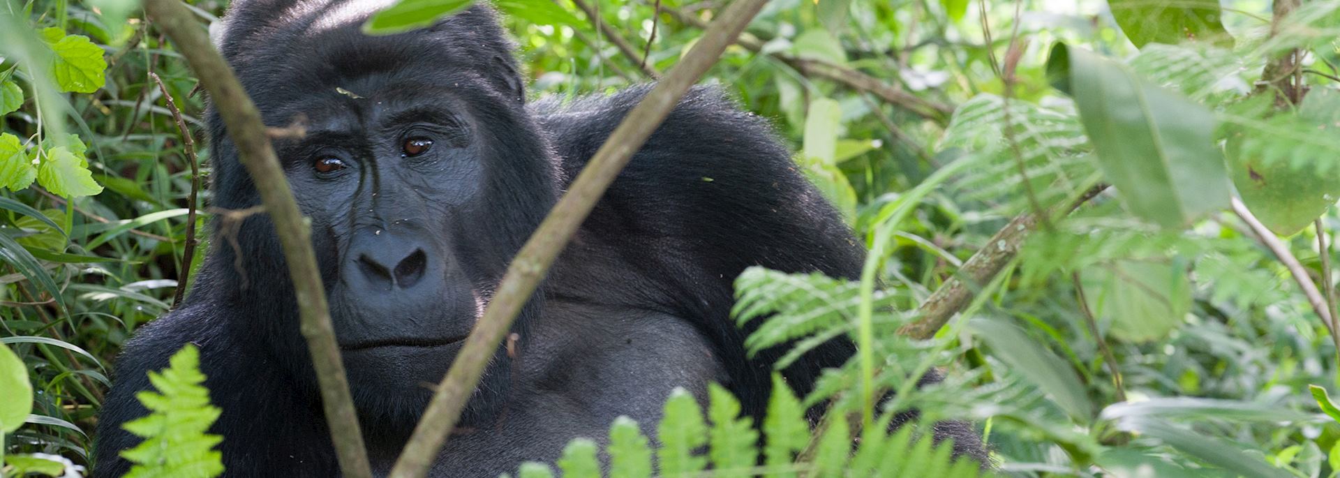 Gorilla, Bwindi Impenetrable Forest, Uganda