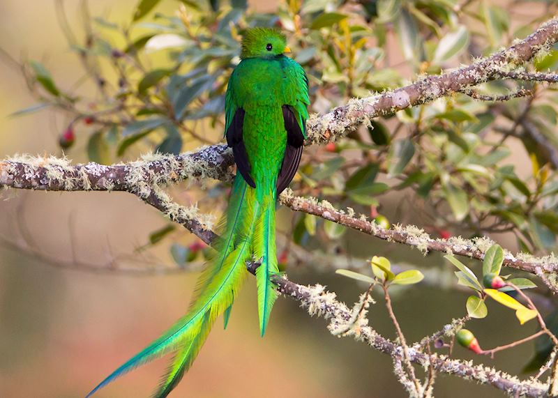Resplendent quetzal, San Gerardo de Dota