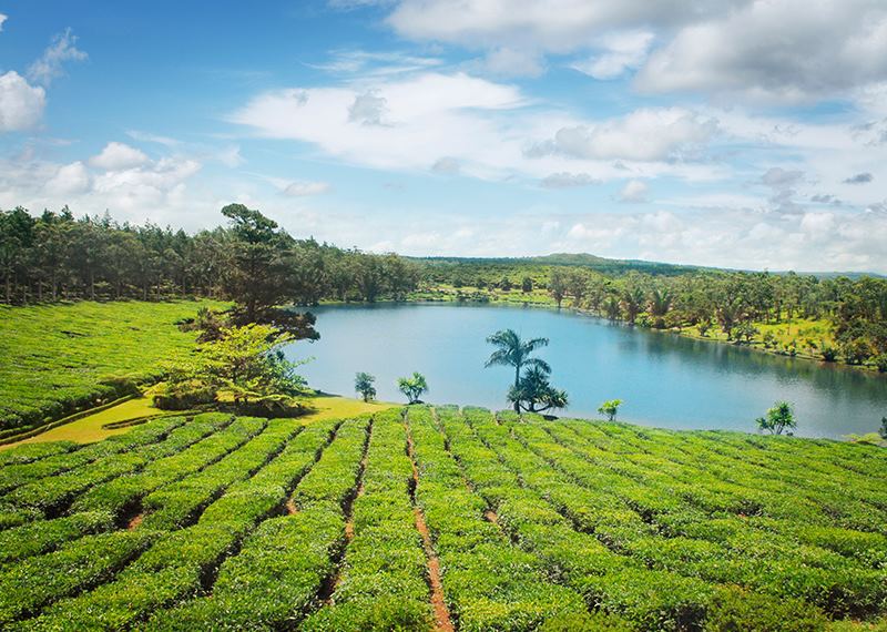 Tea plantation, Mauritius