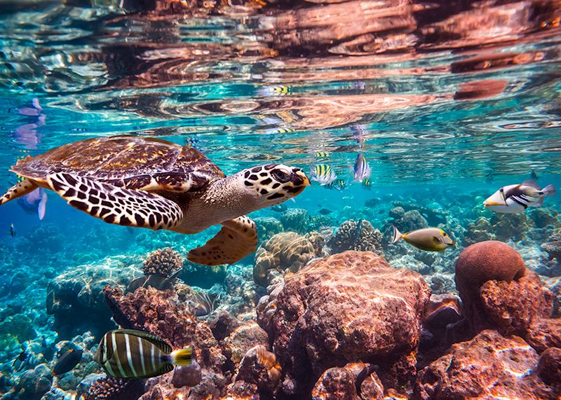 Hawksbill turtle