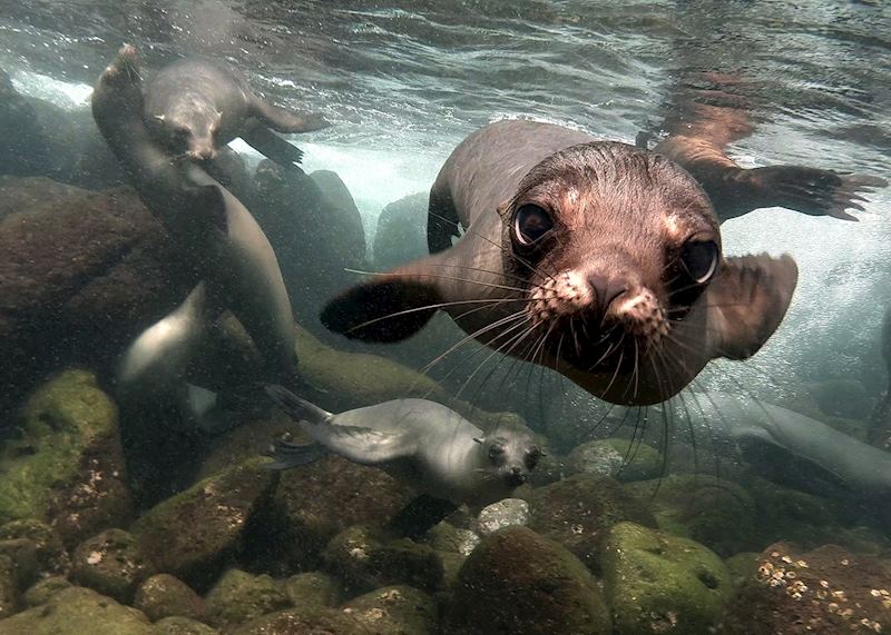 Sea lions, Galapagos Islands