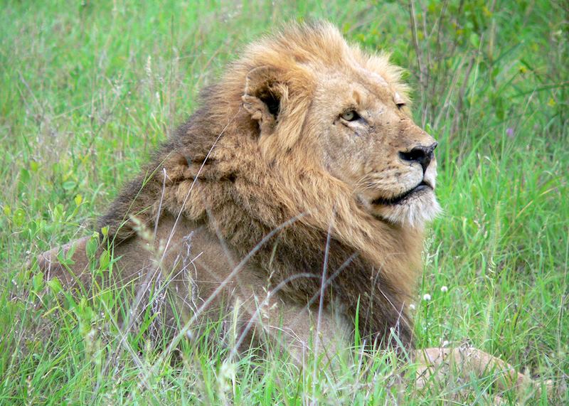 Lion, Sabi Sands Game Reserve, South Africa