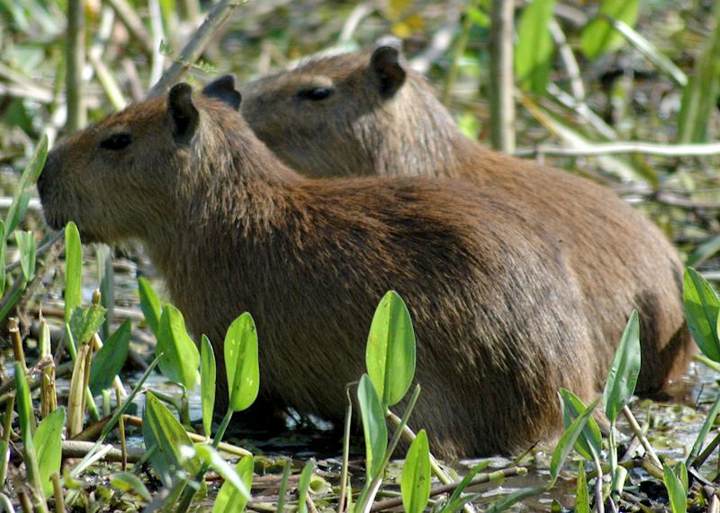 Pantanal capybaras, Brazil