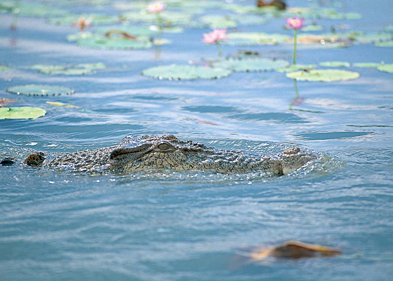 Crocodile, Yellow Water Wetlands