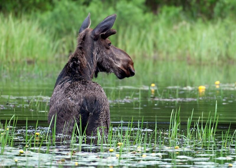 Moose, Algonquin Provincial Park