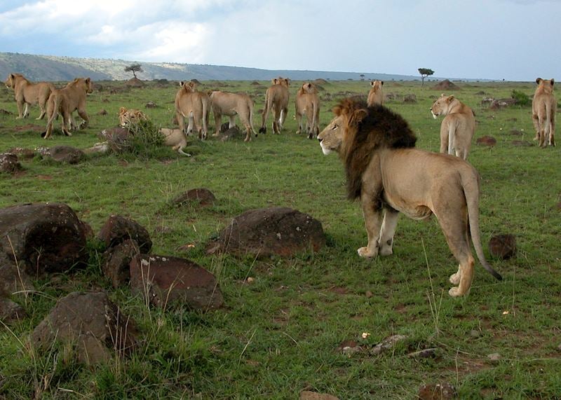 Lion, Masai Mara