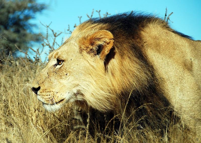 Black-maned lion
