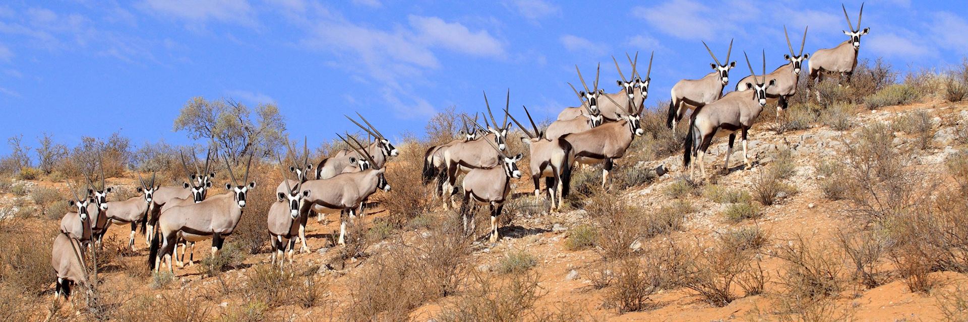 Oryx, Kgalagadi Transfrontier Park, South Africa