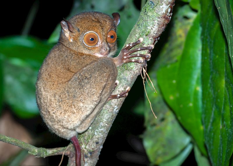Tarsier