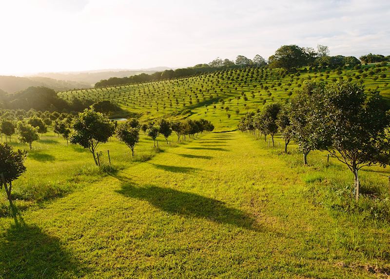 Macadamia orchard