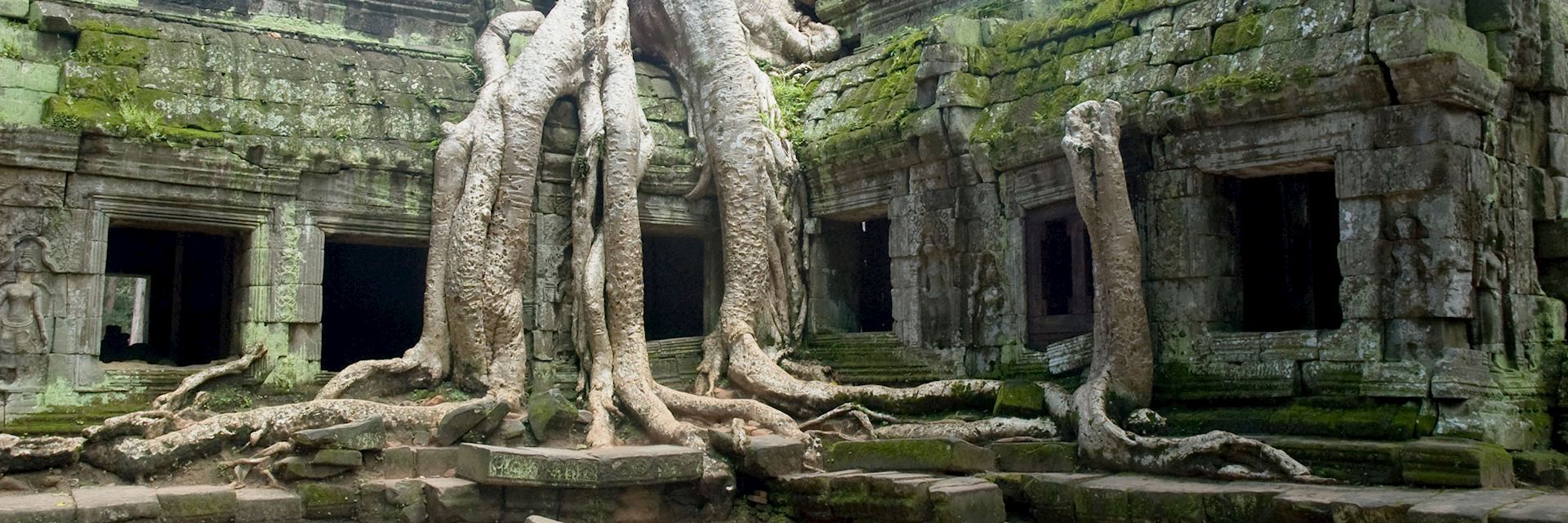 Banyan tree roots at Ta Prohm Temple, Angkor Wat, Cambodia 